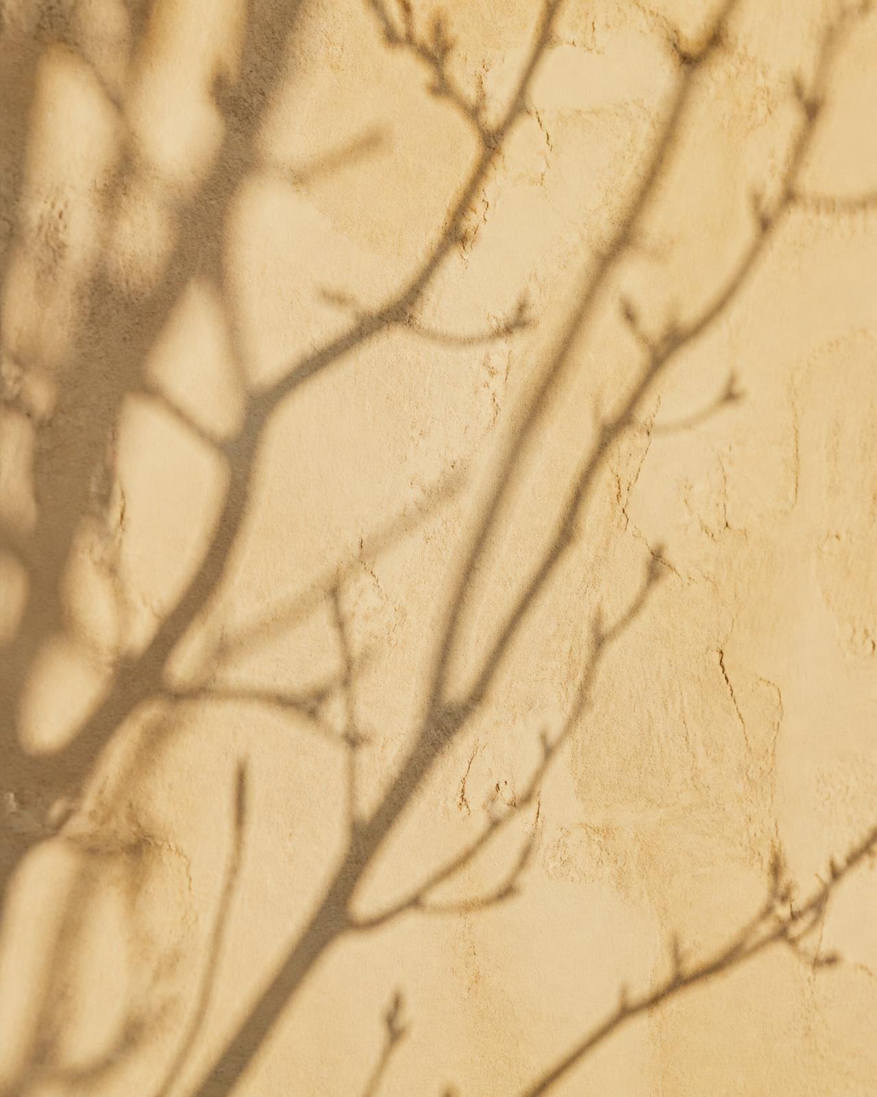 Shadows of bare branches on a warm plaster wall
